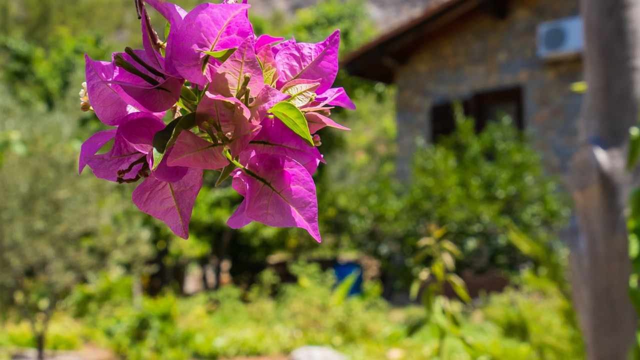 Photo of Outdoor in Avlana