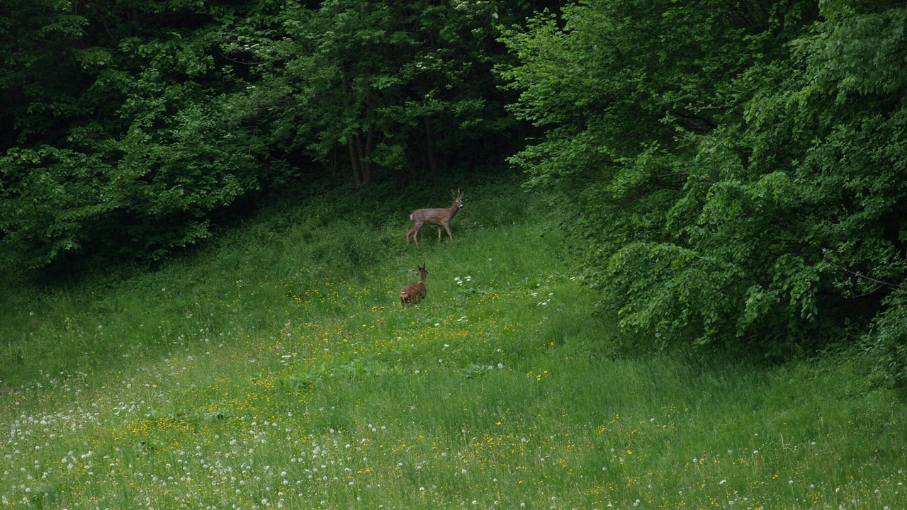 Photo of Others in Helfenstein