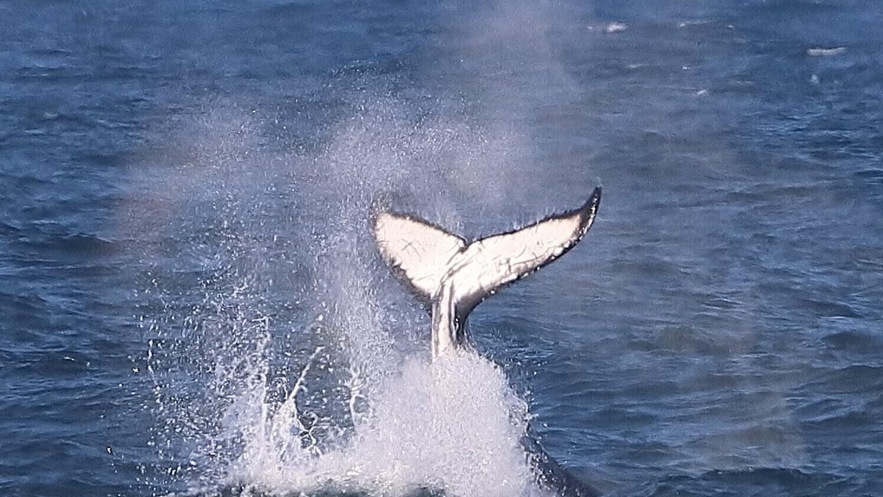 Photo of Others in Kiama Downs