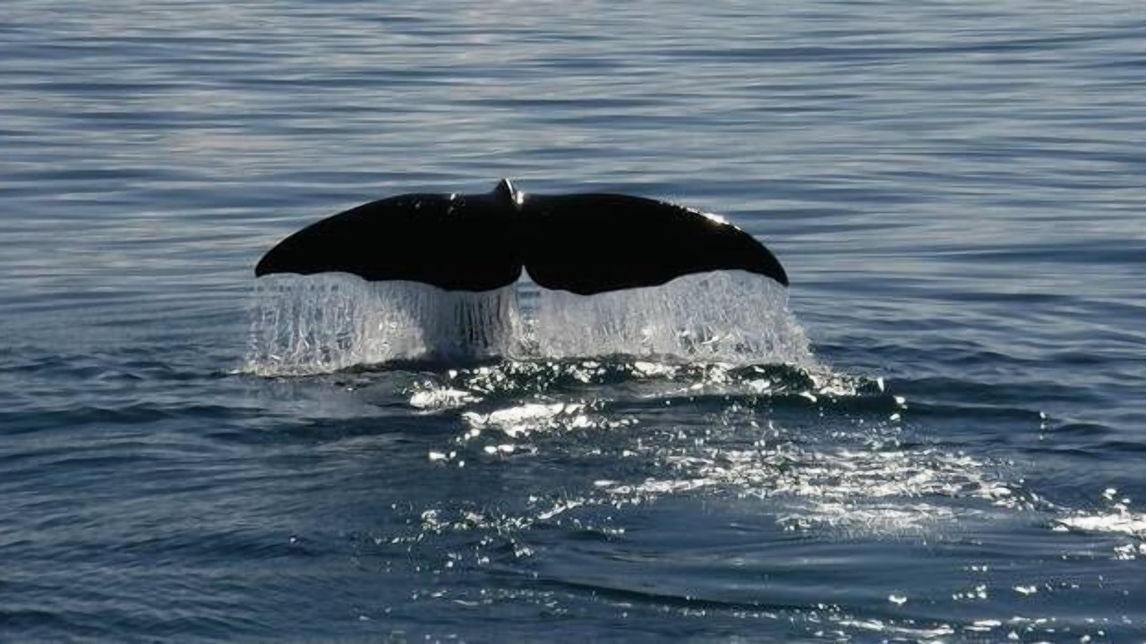 Photo of Others in Bundeena