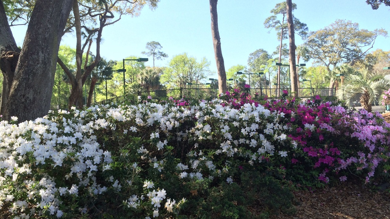 Photo of Others in Palmetto Dunes