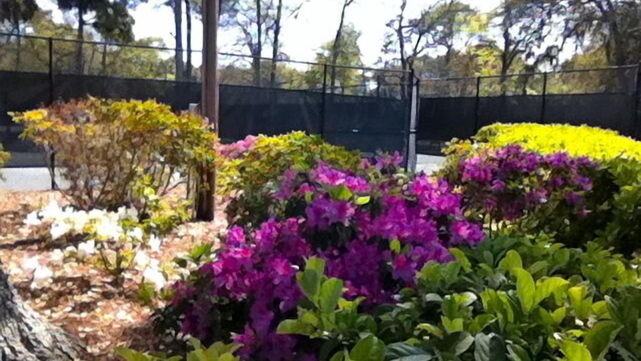 Photo of Others in Palmetto Dunes