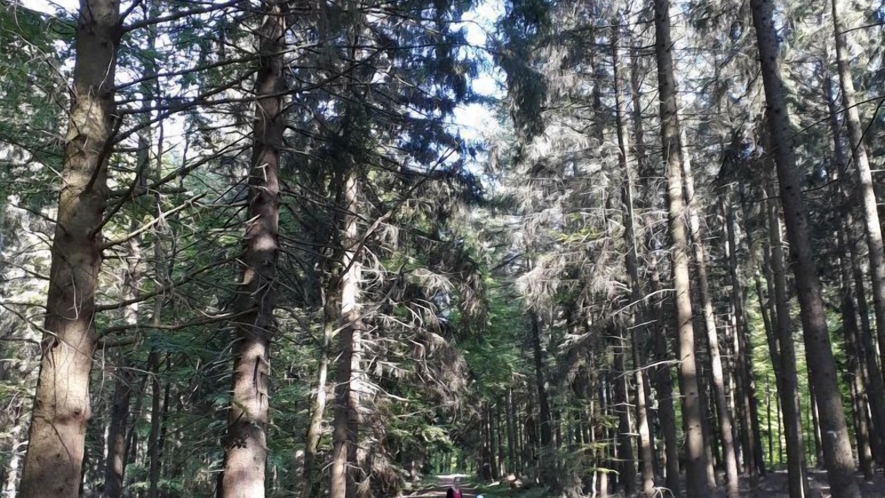 Photo of Outdoor in Horn