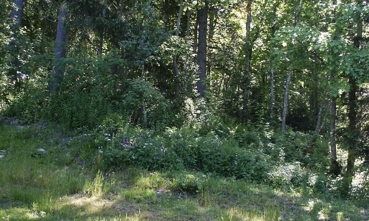 Photo of Outdoor in Ormont-Dessus