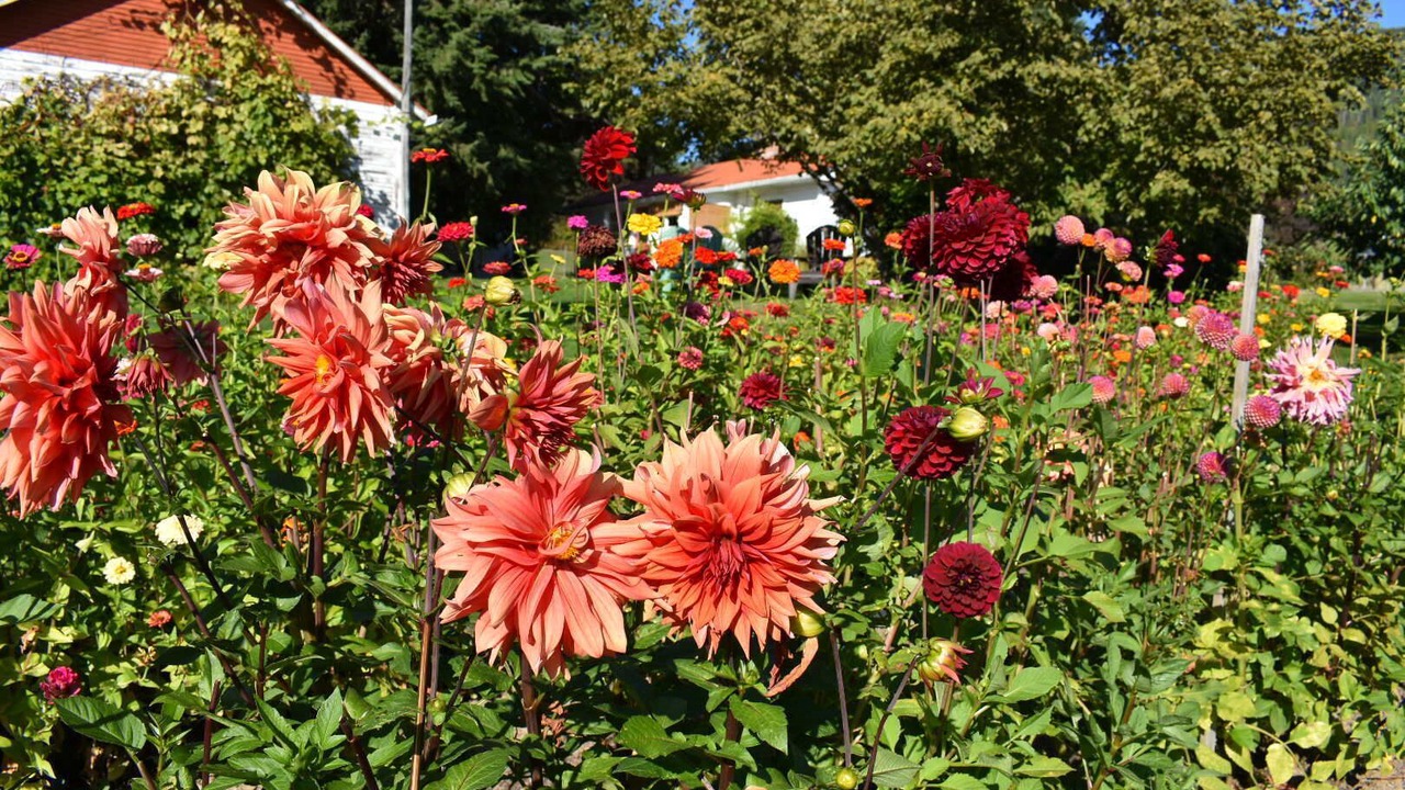 Photo of Outdoor in Wynndel