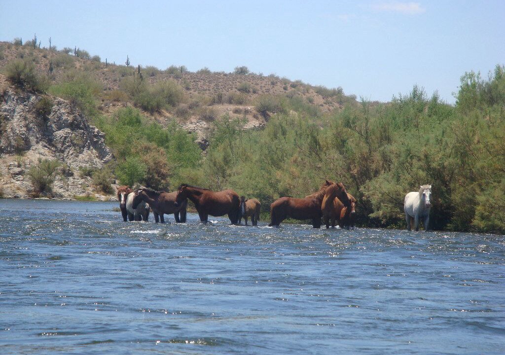 Photo of Others in Alta Mesa