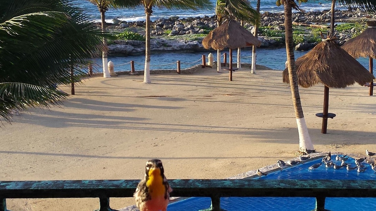 Photo of Others in Puerto Aventuras