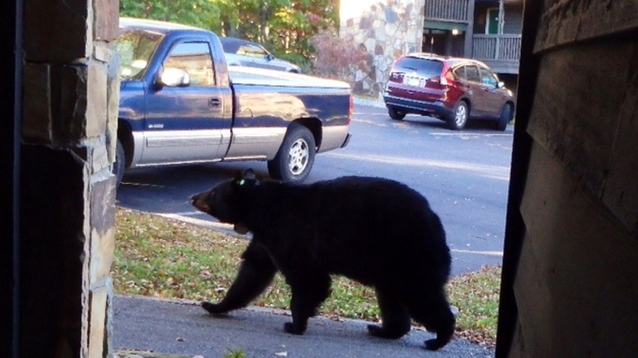 Photo of Others in Chalet Village