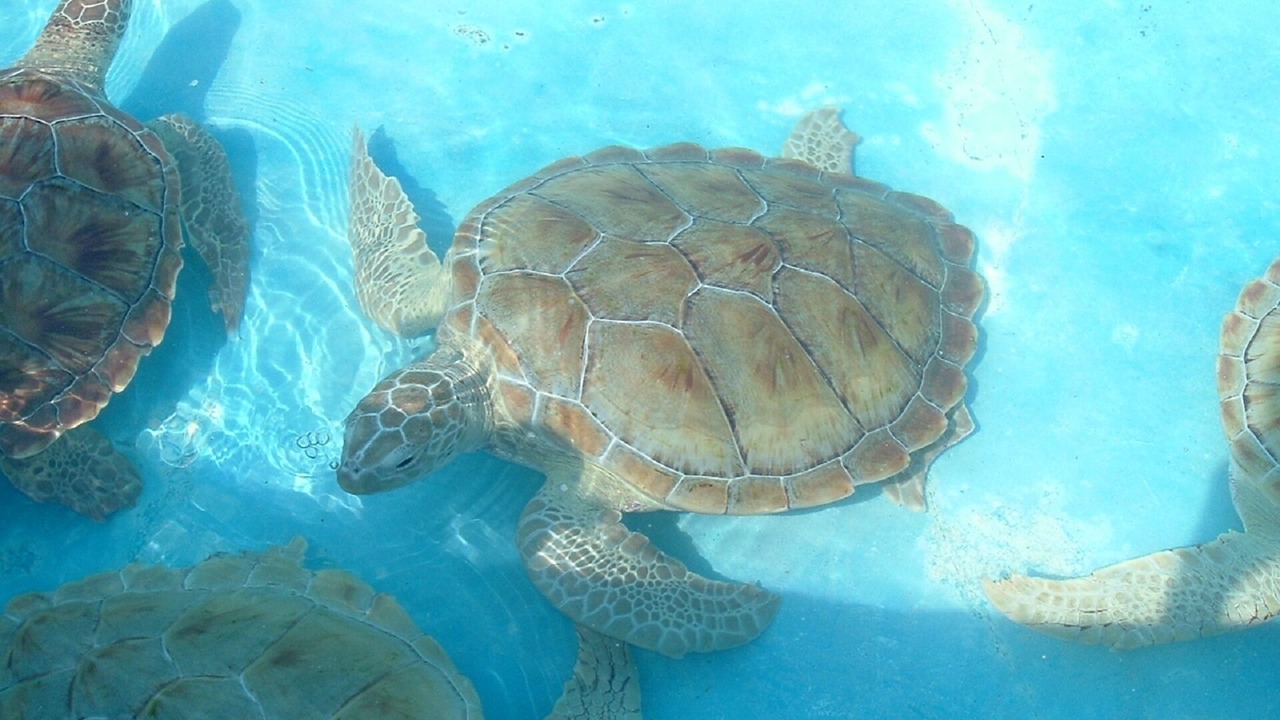 Photo of Others in Colonia Salina Chica