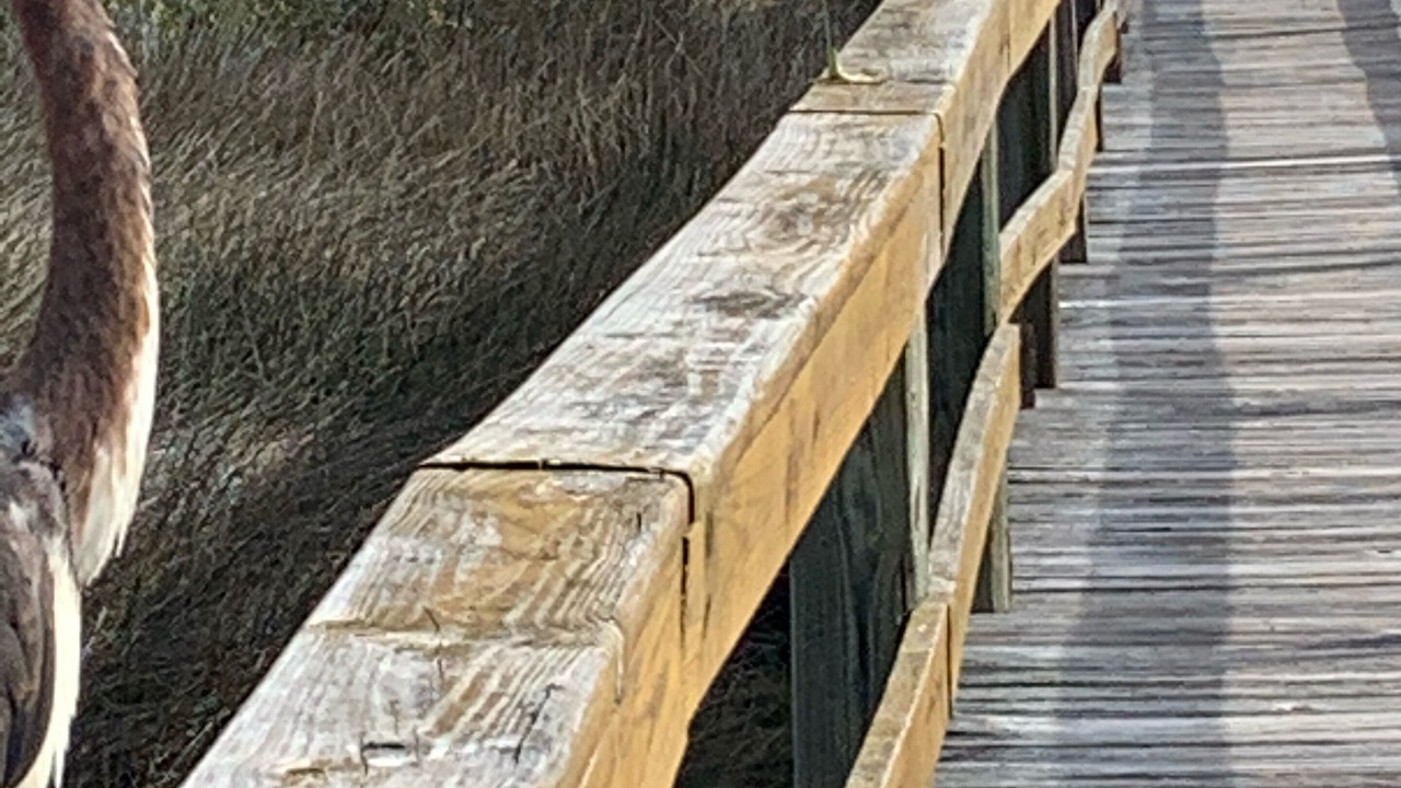 Photo of Others in Folly Field