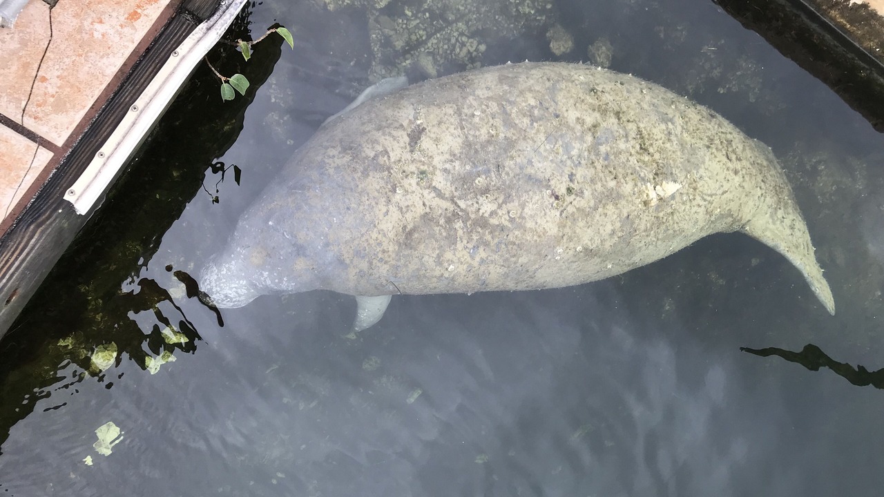 Photo of Outdoor in Key Largo Village