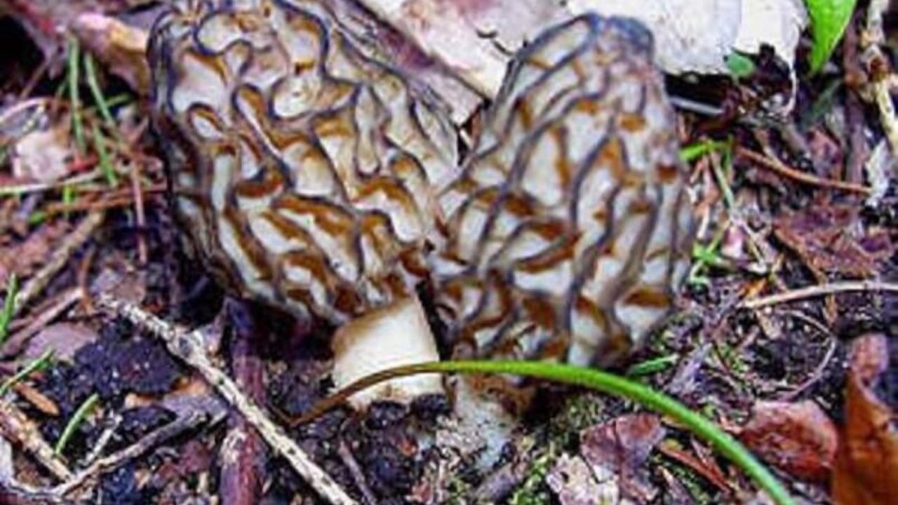 Photo of Outdoor in Cadillac