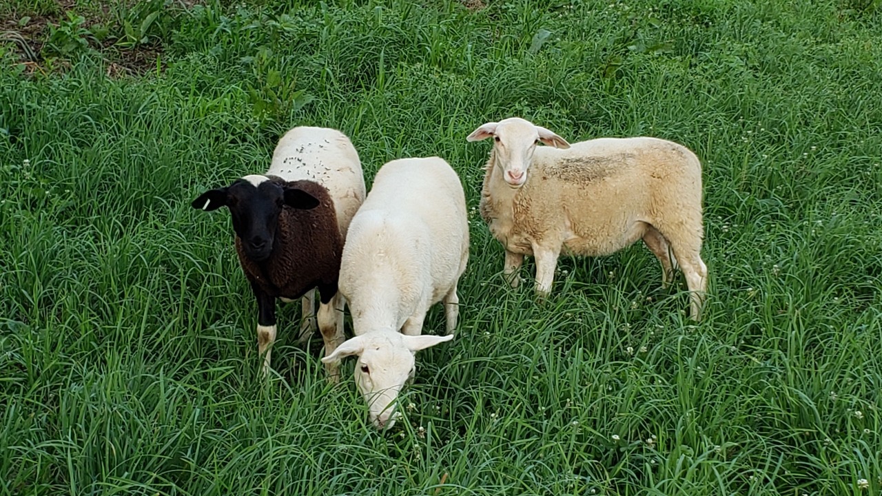Photo of Others in Bainbridge