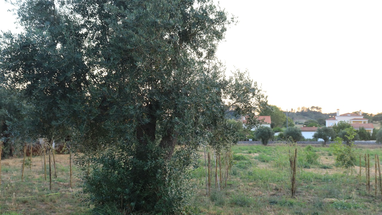 Photo of Outdoor in Santa Maria dos Olivais