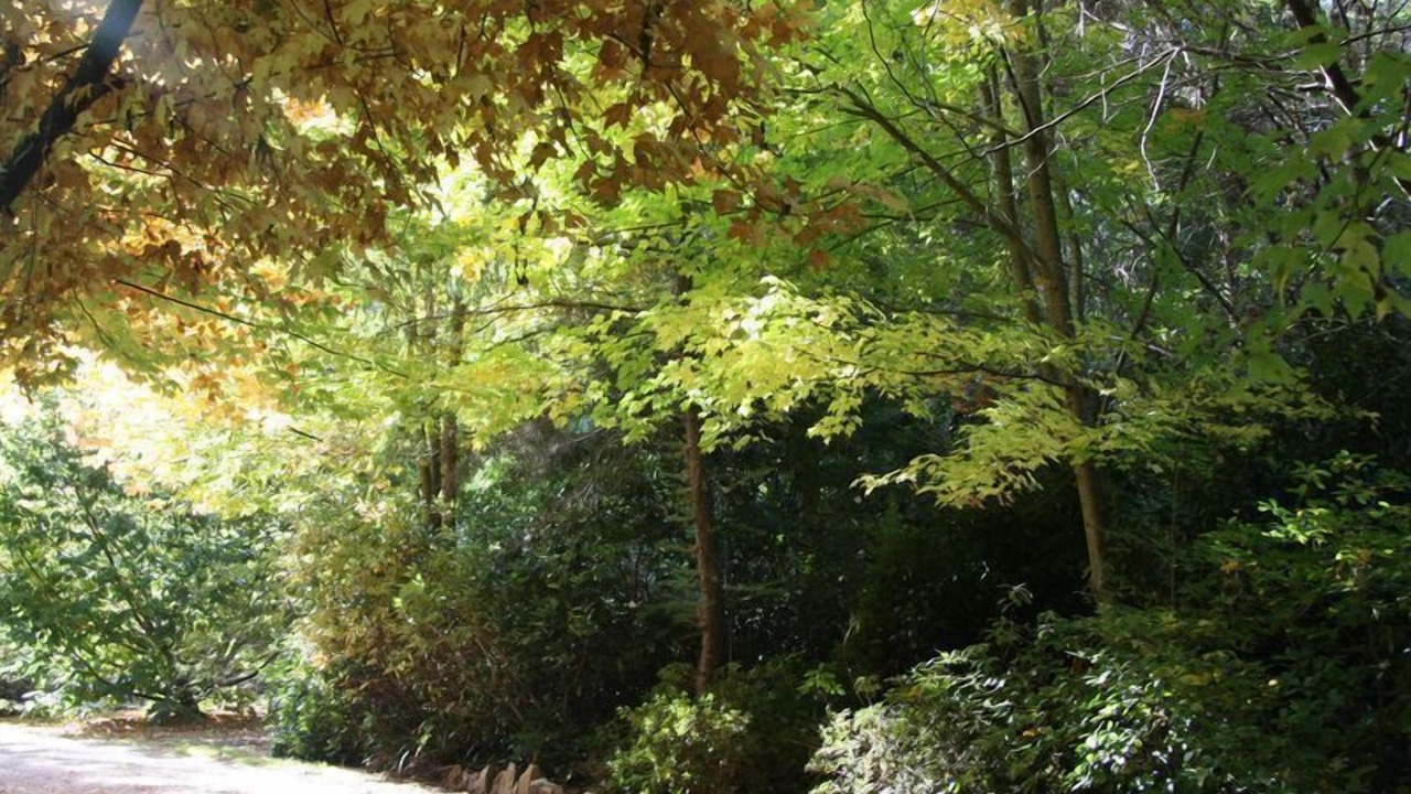 Photo of Outdoor in Harrietville