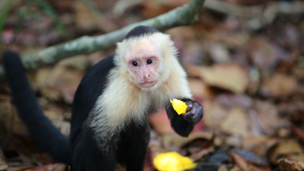 Photo of Others in Dominical