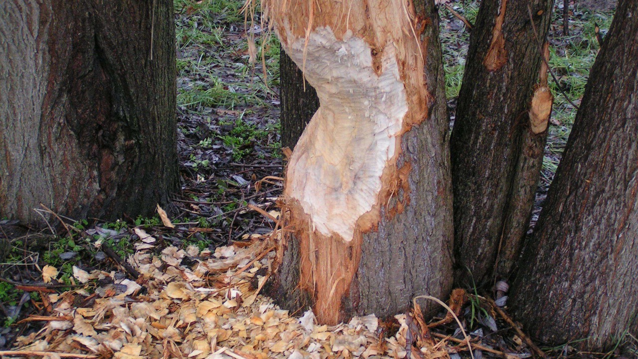 Photo of Outdoor in Amt Neuhaus