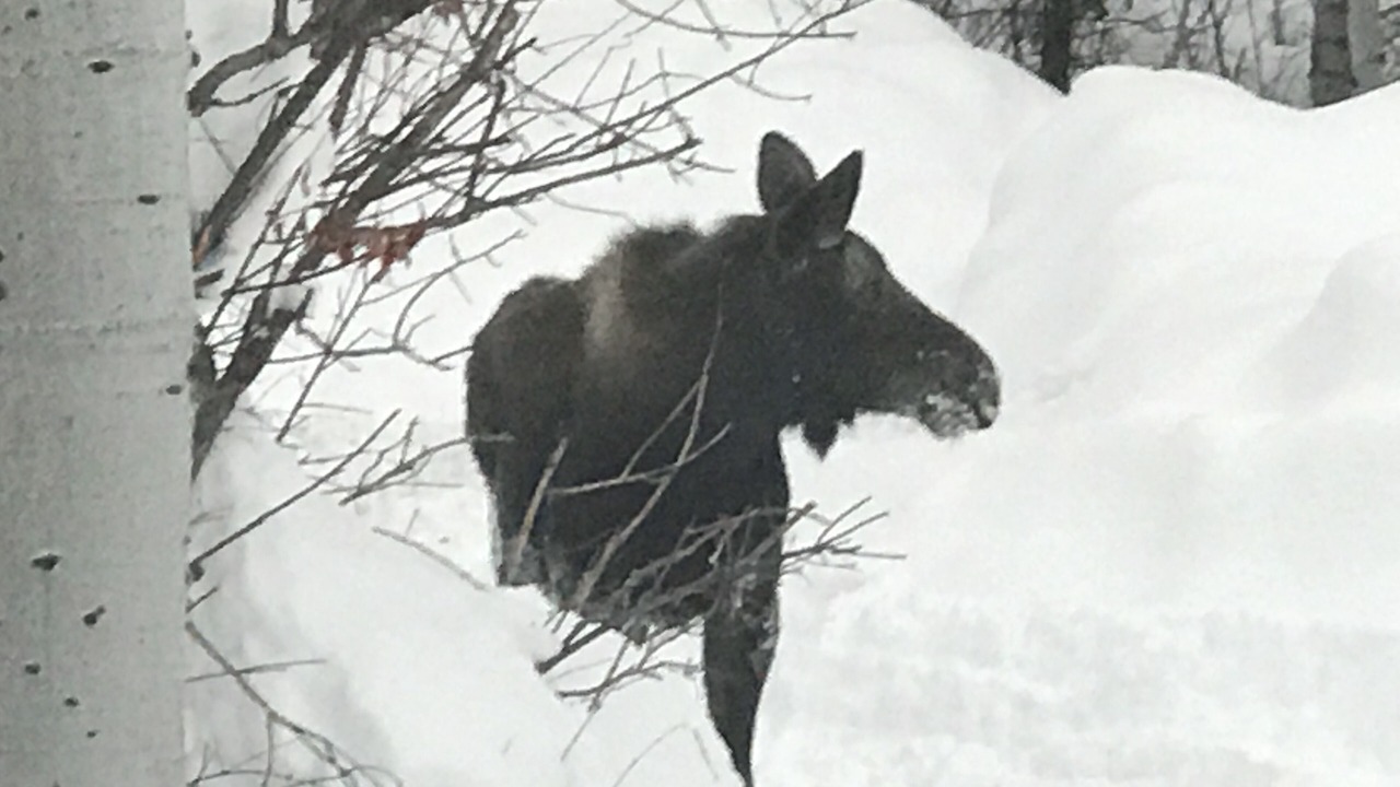 Photo of Others in Star Valley Ranch