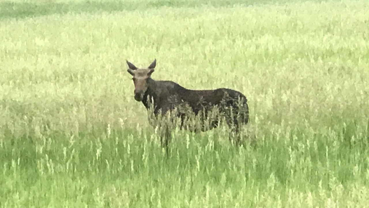 Photo of Outdoor in Star Valley Ranch