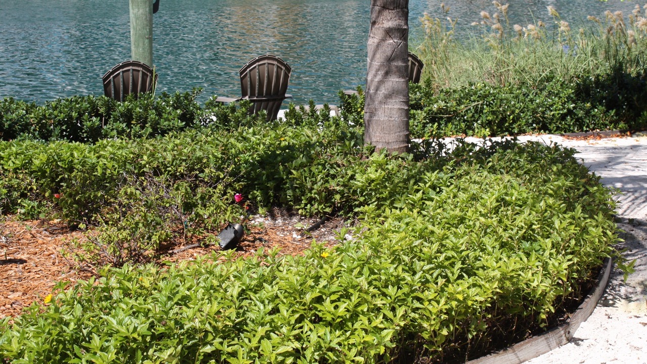 Photo of Outdoor in Alice Town
