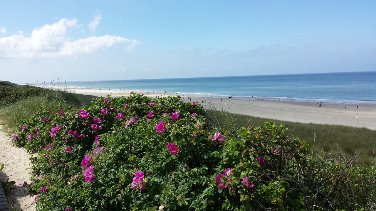 Photo of Others in Westerland