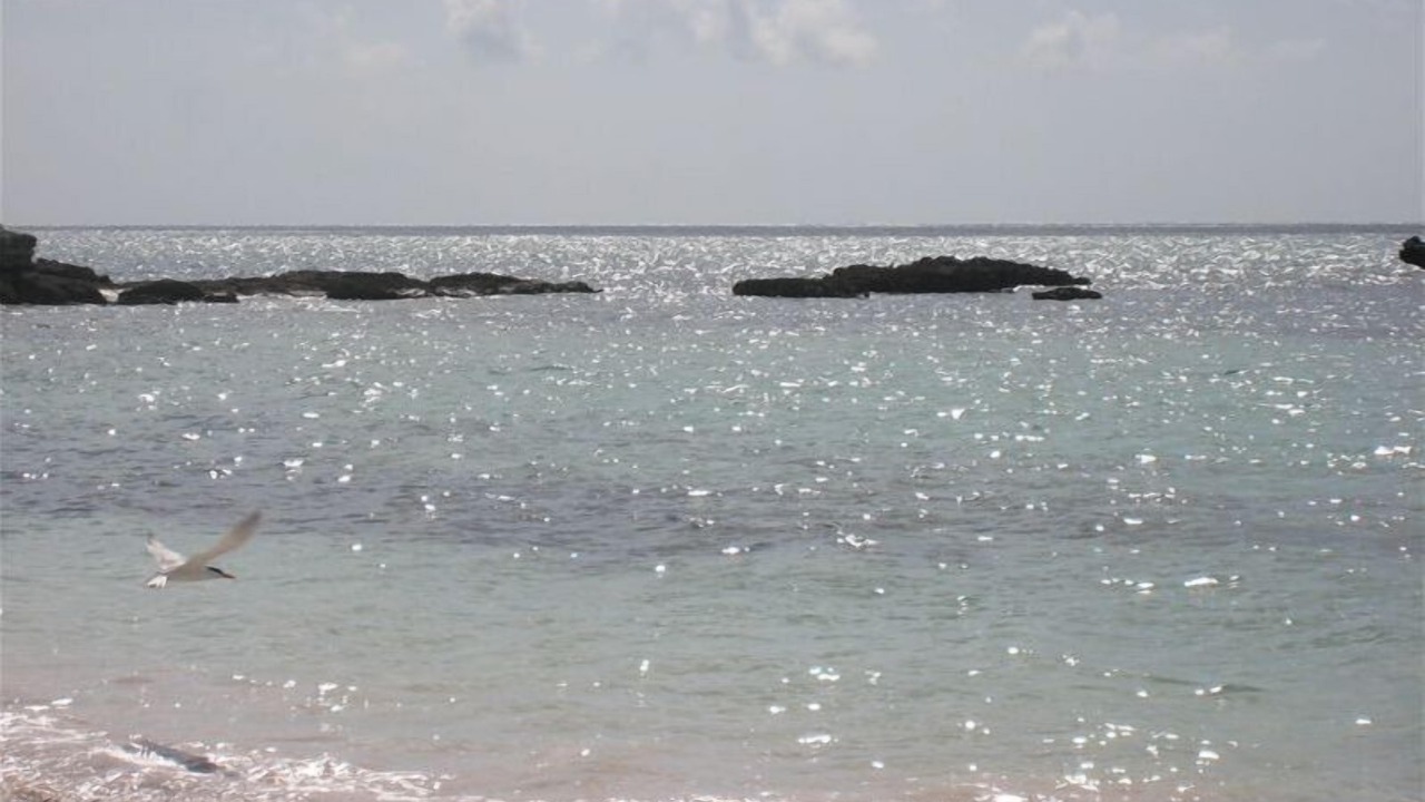 Photo of Others in Savannah Sound