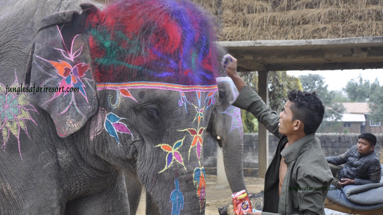 Photo of Others in Sauraha