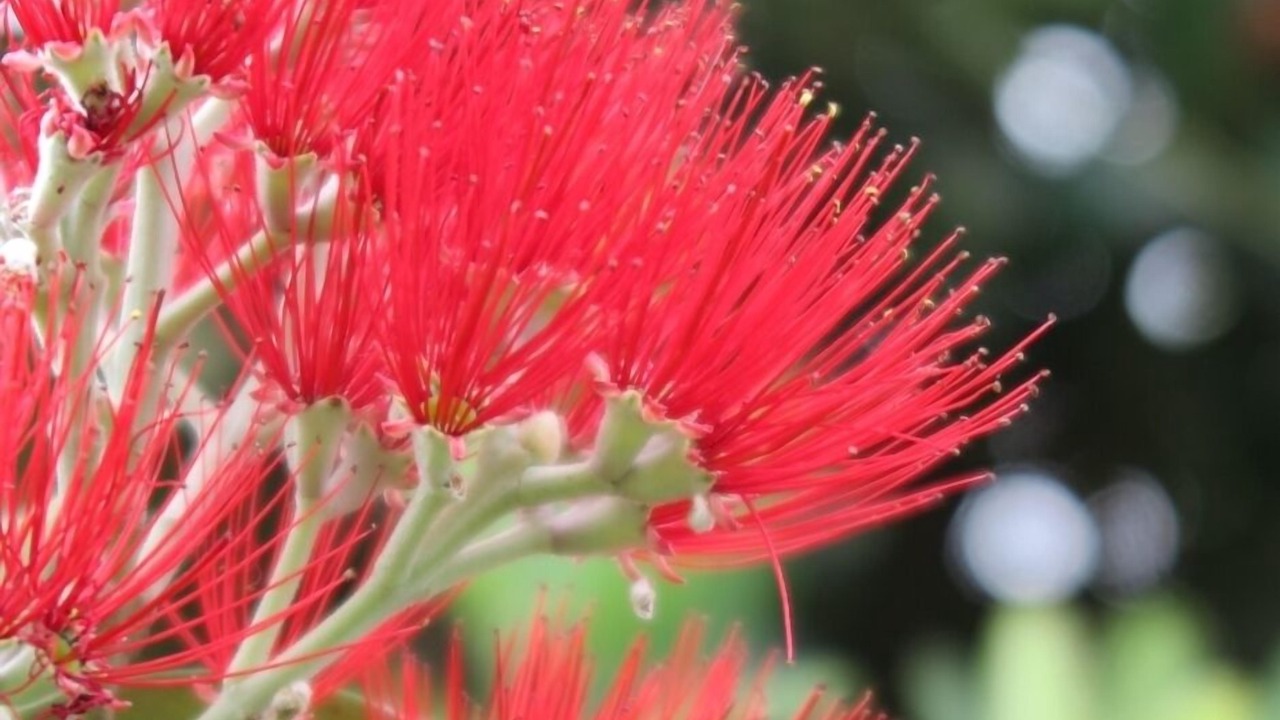 Photo of Outdoor in Tawharanui