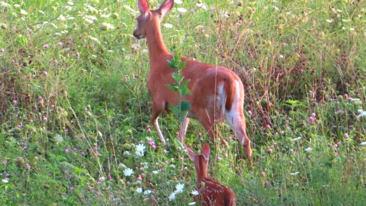 Photo of Others in Collinsville