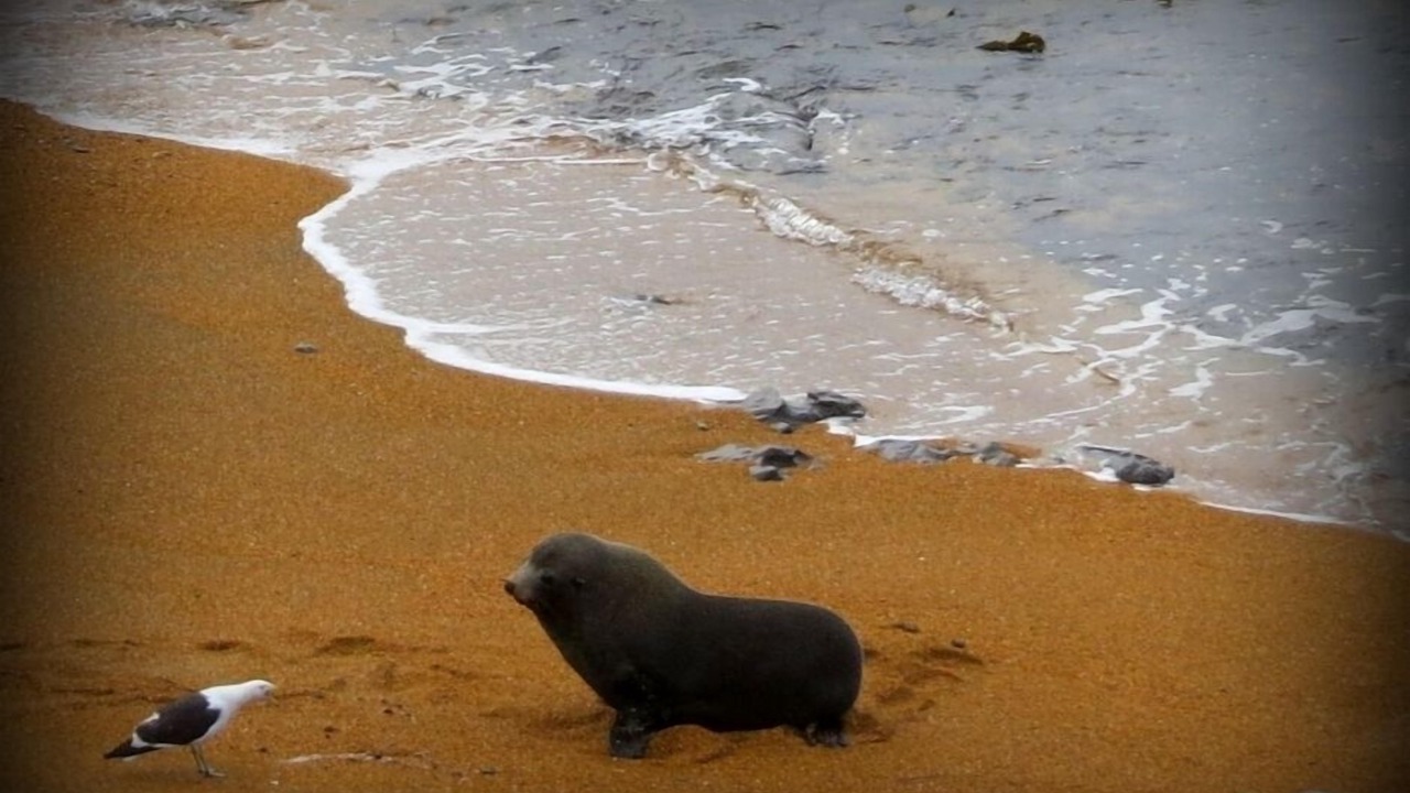 Photo of Others in Seacliff