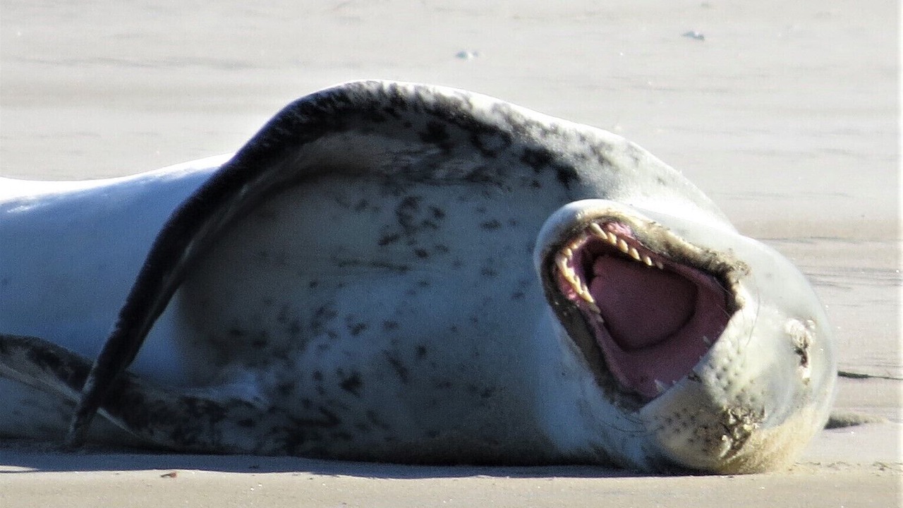 Photo of Others in Seacliff