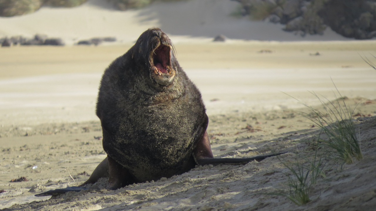 Photo of Others in Seacliff