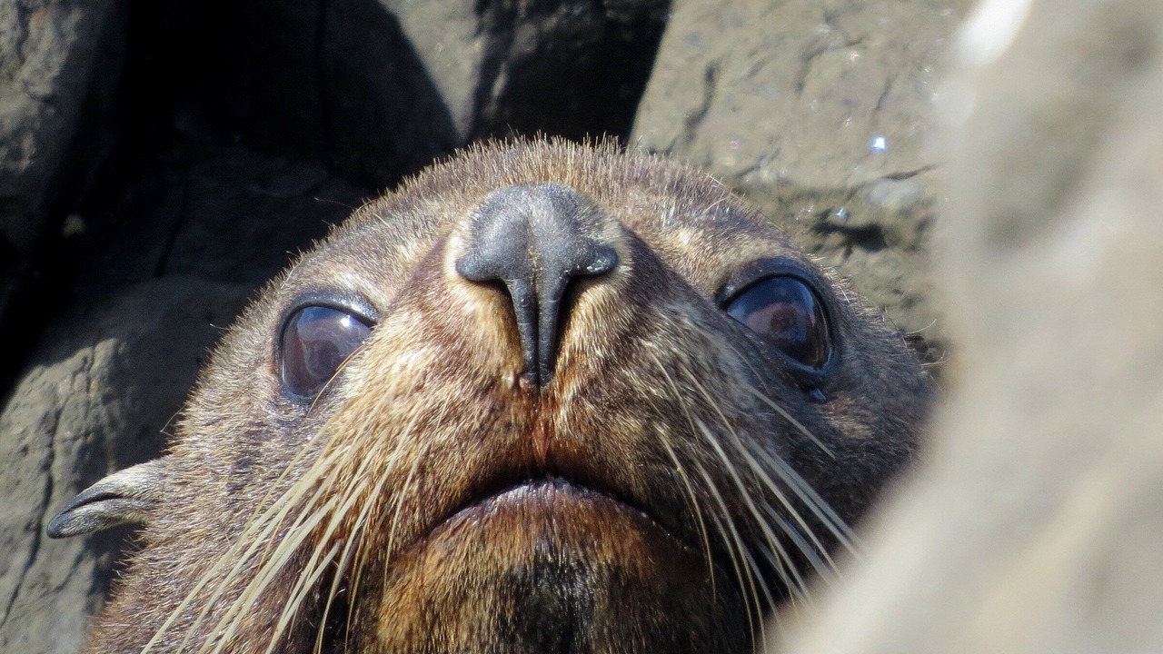 Photo of Others in Seacliff