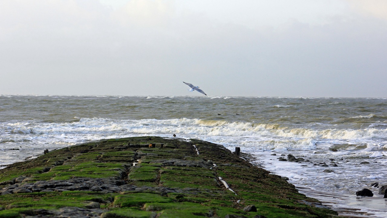 Photo of Others in Norderney