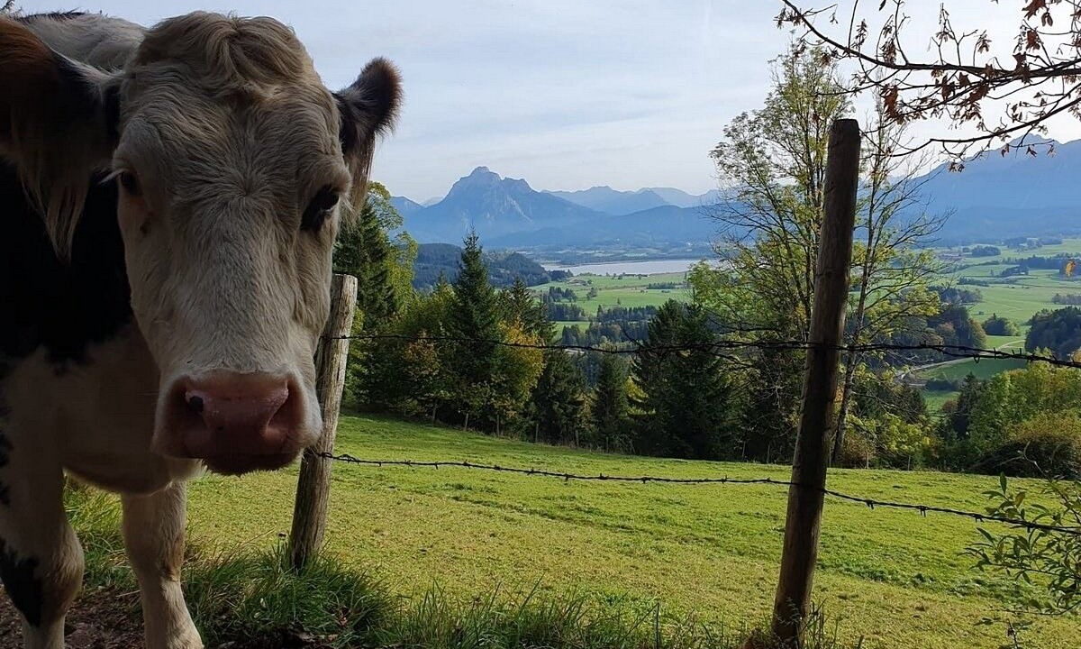 Photo of Others in Berghof
