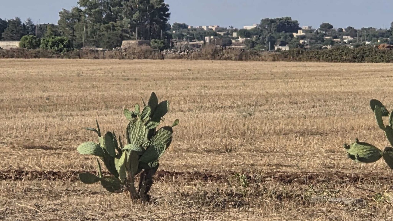 Photo of Others in Scorrano