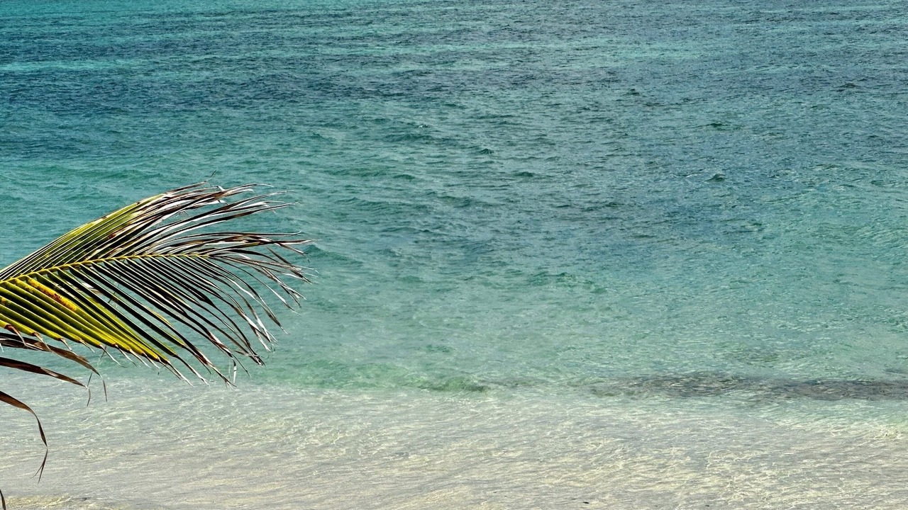 Photo of Others in Nettle Bay