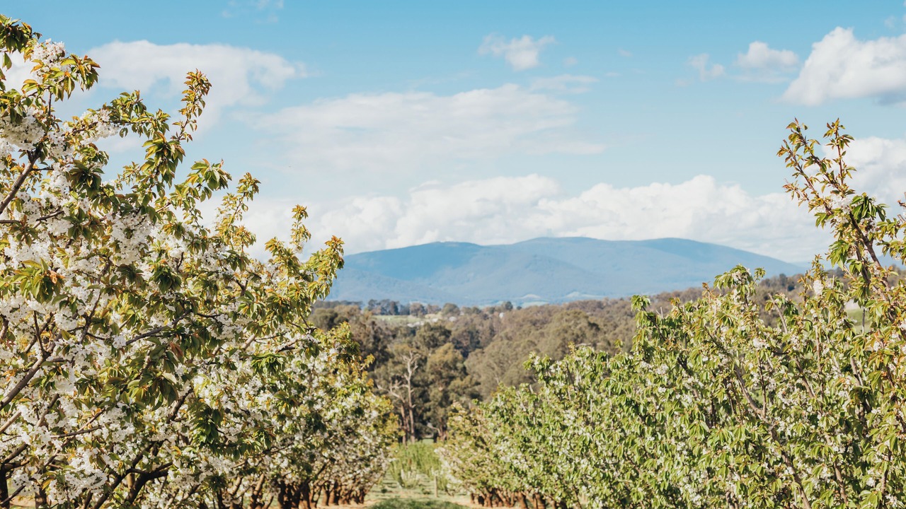 Photo of Outdoor in Wandin East