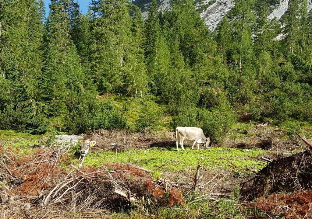 Photo of Others in Scharnitz