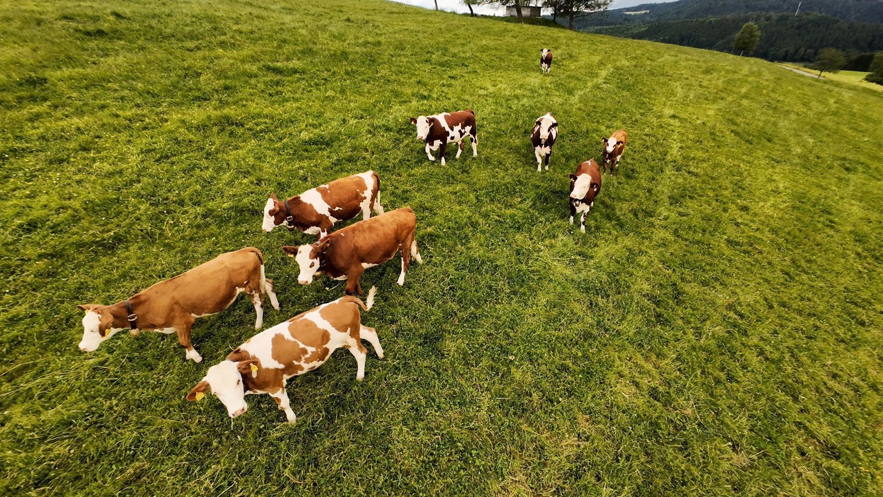 Photo of Others in Triberg im Schwarzwald
