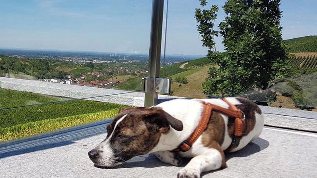 Photo of Others in Buehlertal