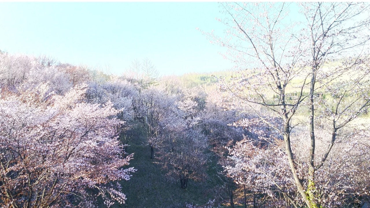 Photo of Others in Sorachi-gun