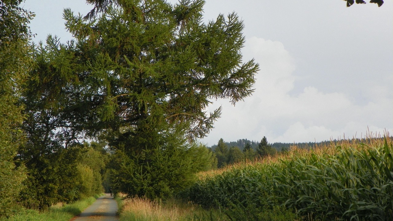 Photo of Others in Schonlind