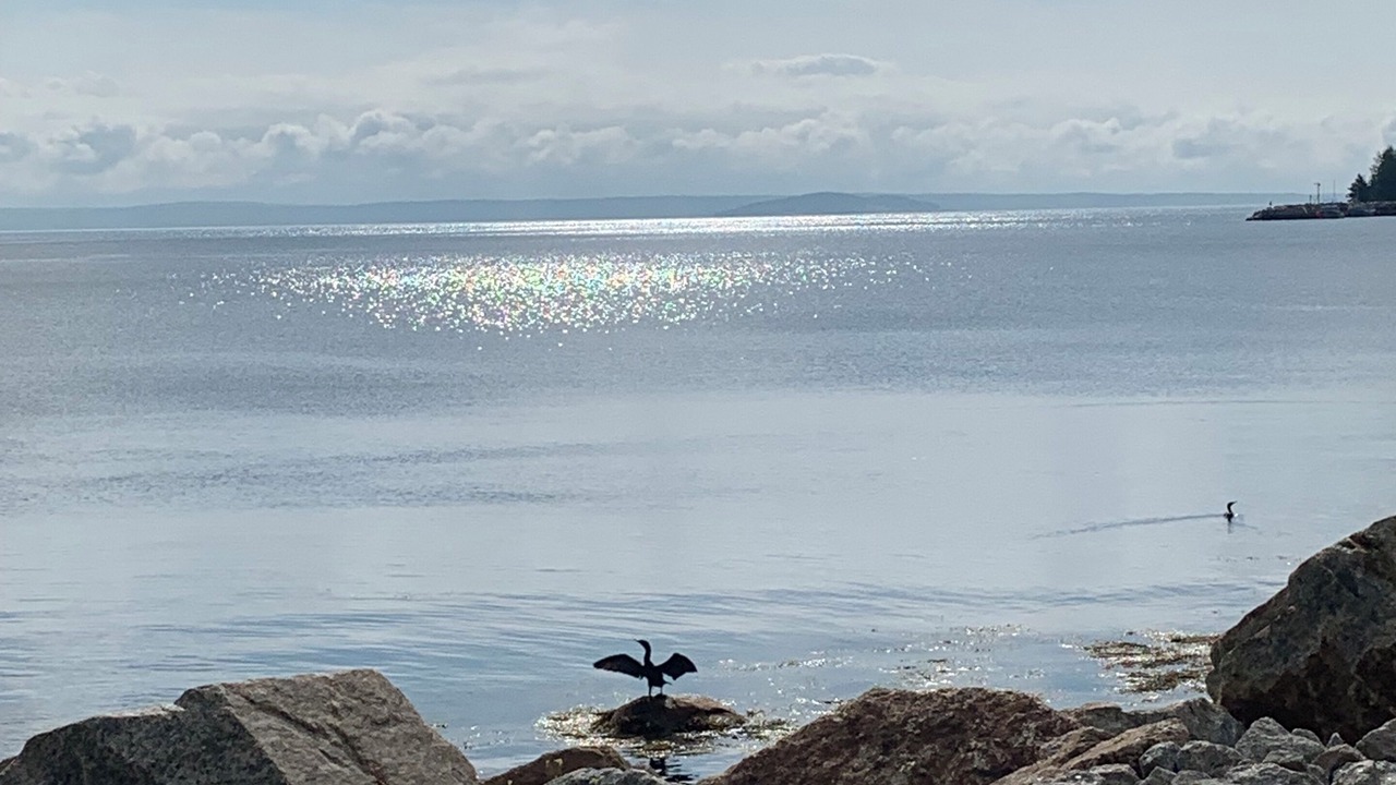 Photo of Others in Mill Cove