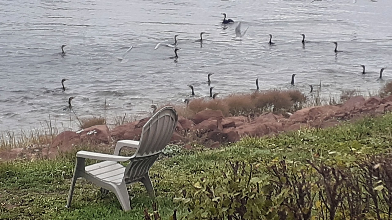 Photo of Outdoor in Cardigan