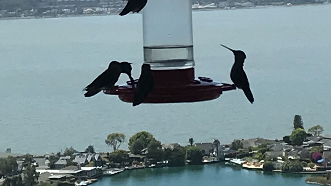 Photo of Others in Belvedere Tiburon