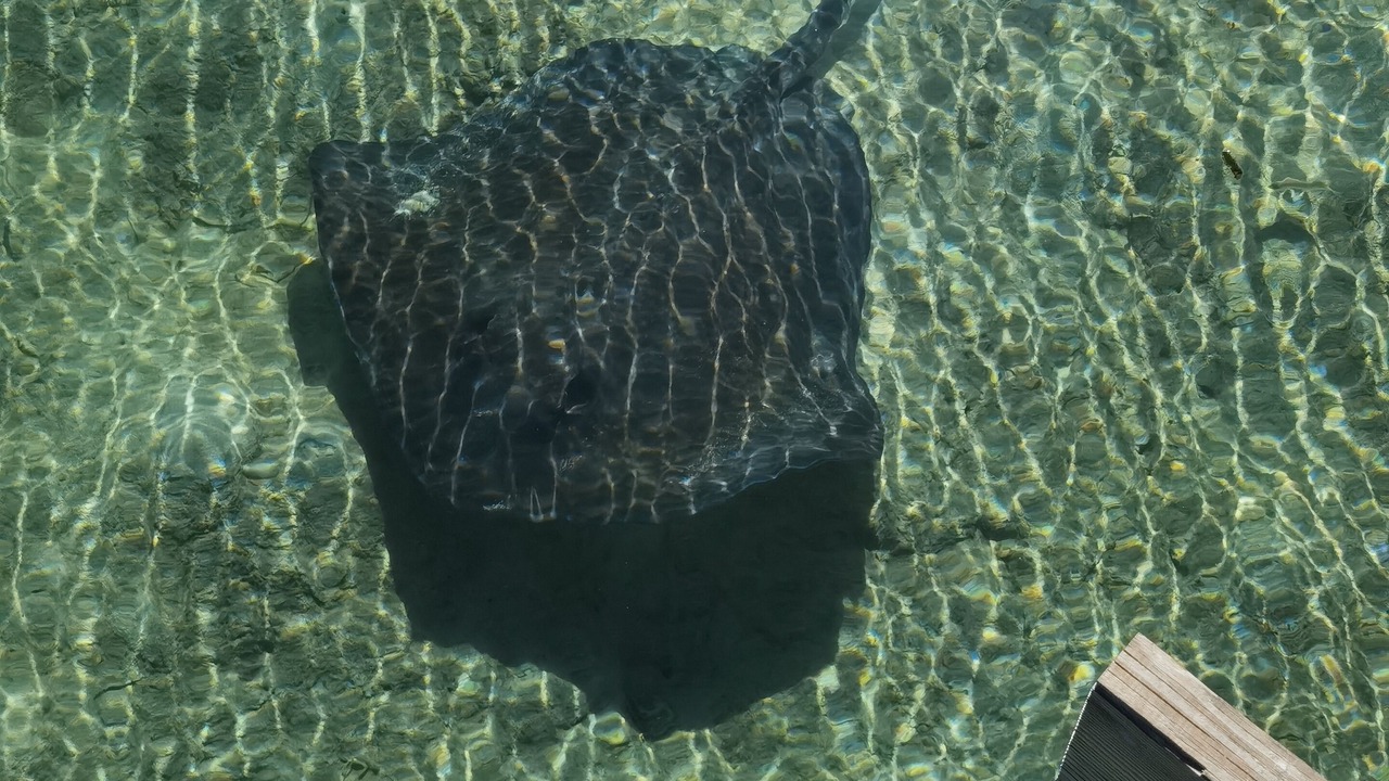 Photo of Others in South Bimini