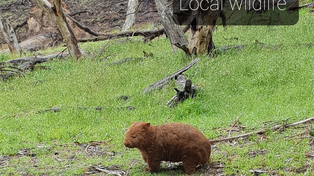 Photo of Others in Old Adaminaby