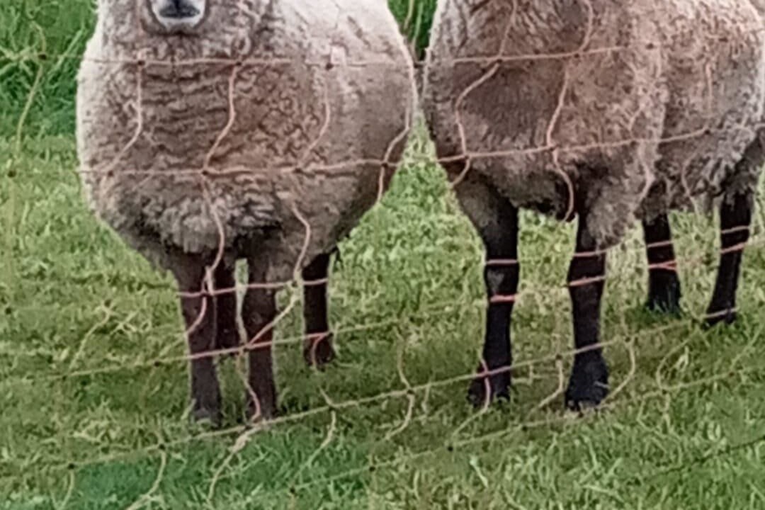Photo of Others in Hamswehrum