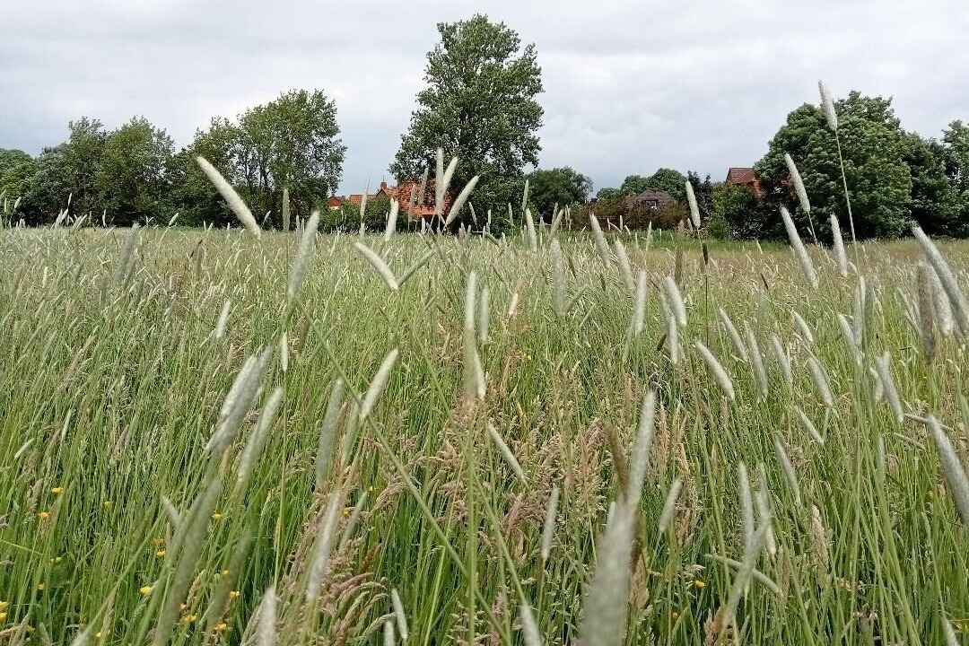 Photo of Outdoor in Hamswehrum